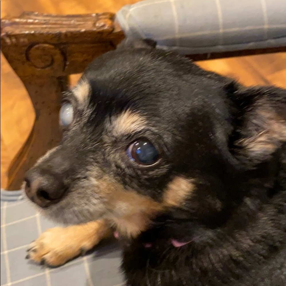 Meet your Posher, Light